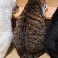 ごはんを食べる4匹の猫→『しっぽ』に注目すると…まさかの光景に「すごい！2度見しちゃったｗ」「初めて見た」と驚きの声続出