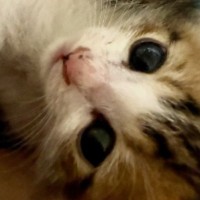 豪雨に流され、『ひとりぼっちになった子猫』→必死に鳴いているところを発見されて…涙あふれる結末に「とっても嬉しい」「本当にありがとう」