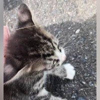 路上で保護された子猫たち→温かい家族のもとで成長して…『3年間の軌跡』に「感動で涙が出た」「とっても素敵なご夫婦」と45万再生