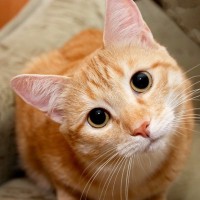 猫が『高い声』で鳴く4つの理由　読み取れる心理や接し方のポイント