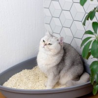 猫が『便秘』になったときに表れるサイン3つ　注意が必要な理由や解消法まで