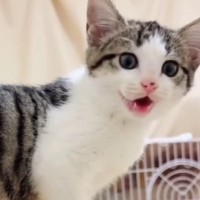 用水路に落ちそうになっていた子猫→保護から『8か月』が経つと…見違えるほどの成長ぶりに「同じ猫？」「モデルさんみたい」と17万再生