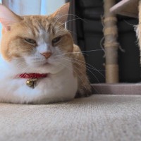 猫があなたに『しかめっ面』をみせるときの理由4つ　不機嫌になっているの？考えられる心理とは