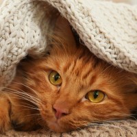 猫が『季節の変化』で起こすトラブル3選　どんな影響が表れる？注意すべきこととは