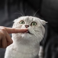 猫があなたのことを『舌で舐める』理由4つ　場所ごとに意味が違う？考えられる心理も解説