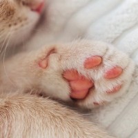 猫は『肉球の色』で性格が異なるの？4つのカラー別の傾向や違いが生まれる理由