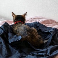 猫があなたの『服に潜ろうとする』理由4選　考えられる目的や気持ちを解説
