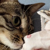 子猫時代に遊んでいた『ハンカチ』を渡してみたら…想像を超える反応に「マタタビ超えるかもｗ」「すご、覚えてますやん」と話題に