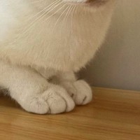 『父ちゃんが撮ったときと母ちゃんが撮ったとき』→あまりにも違う『ネコの表情』に11万いいね「2匹飼ってるのよねｗ」「ドンマイｗ」