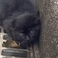 カラスに襲われ、車道の端でうずくまっていた子猫…保護されて『少しずつ変わっていく様子』に「よかったね」「優しいご夫婦」と10万再生