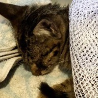 自宅の駐車場でうずくまっていた『瀕死の子猫』→家の中に入れたら…驚きの展開に「鳥肌立った」「不思議なご縁があったんだね」と84万表示