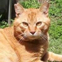 外で暮らしていた目つきの鋭い野良猫→保護された現在…激変ビフォーアフターに「出世したのかなｗ」「外にいる時より強そうｗ」と18万表示