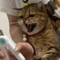 伸びてきた『爪』を切ろうとしたら…猫と飼い主の『譲れない戦い』に笑う人が続出「可愛すぎる抵抗ｗ」「一人だと中々大変だよねｗ」