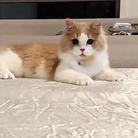 シーツの上で待機する猫→波のように動かしてあげると…ほっこりするやり取りが50万再生「ずっと遊んでいられる自信あるｗ」「かわいいｗ」
