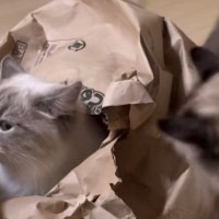 袋に入っていた子猫→近づいてきた先輩猫に突然『パンチ』された結果…可愛すぎる『表情』が96万再生「ツボったｗ」「永遠に笑ってるｗ」