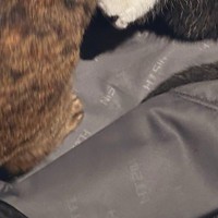 荷物を詰めようとスーツケースを開けておいたら…『2匹の猫がとった行動』に「落ち着く子はよく見るけどｗ」「とても良い」と91万表示