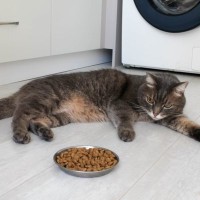 猫が『ごはんの好き嫌い』をするときの対処法5つ　選り好みする理由や見直したいポイントも