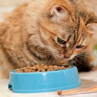 猫の『寿命を長くする食事』に必要な6つの条件　愛猫の健康を守るために心がけるべきこと