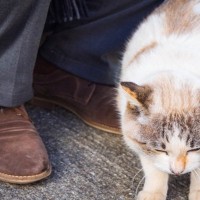 猫がいきなり『甘えなくなる』ときに疑われる原因4選　心身に異常があるかも？確認すべきポイントまで