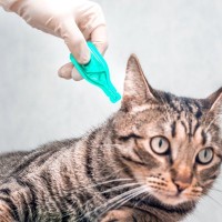 人にもうつってしまう猫の皮膚病『疥癬』ってなに？　主な原因から感染対策まで解説