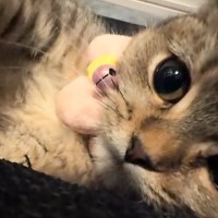 子猫とイチャイチャしていた飼い主→『チューして』と言ってみたら…まさかの展開に7万いいね「彼氏系猫羨ましすぎ」「可愛い顔してメロいｗ」