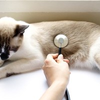 猫のお腹が『グルグル鳴っている』ときの原因3つ　病気が隠れていることも？注意すべき症状まで