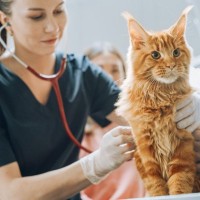 猫が『苦しそうに呼吸』をしているときに疑われる原因4つ　異常のサインや取るべき対応まで