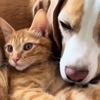 側溝から助け出された子猫→優しい先住犬と暮らし始めて2か月…微笑ましい『現在の様子』が37万再生「癒されたｗ」「幸せたっぷり」