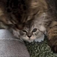 お兄ちゃん猫にたっぷり毛づくろいされた子猫…数秒後の『とんでもない光景』に爆笑「可愛くてしょうがないんだね」「抑え込みｗ」