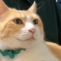 普段は膝に乗らない猫→珍しく『膝の上で過ごした』結果…尊すぎる光景に「なんて愛おしいの」「不器用でたまらない」と悶絶の声