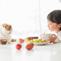猫が自分が食べられると勘違いする『人の食べ物』4選　期待する理由や飼い主が注意すべきこと