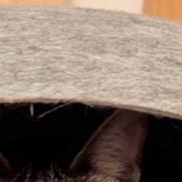 『猫用ドーム』の中を覗いたら…まさかの『可愛すぎる光景』に「新発売の和菓子かとｗ」「みっちりは気持ちいいのかな」と話題に
