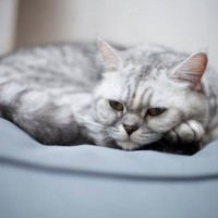 猫が『落ち込んでしまう』飼い主の行動4選　気分が沈む理由や適切な関わり方
