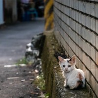 『野良猫』に絶対してはいけないNG行為4選　法律に反することも？適切な関わり方とは