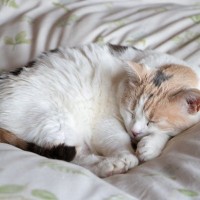猫が『ずっと寝ている』4つの理由　睡眠に関する知識や見逃せない注意点まで
