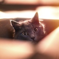 猫が『不安な思い』を抱えているサイン5選　見られやすい行動や和らげるための方法