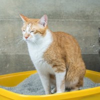 猫の『排泄中』に表れたら危険なサイン5選　病気の可能性から見逃せないポイントまで