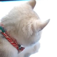 パソコンで作業をしていると、『子猫』がやってきて…全然進められない光景に笑う人が続出「マジで怒れないかわいさｗ」「邪魔されたい」