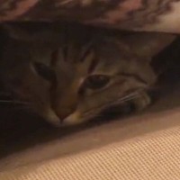 飼い主が仕事中で『構ってもらえなかった猫』…分かりやすく『拗ねる様子』に「人間の子供みたいｗ」「クッソかわええ」と反響