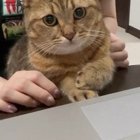 パソコンを見ていたら、猫がそばにやってきて…あまりにも可愛い行動に笑う人が続出「中に人入ってるでしょｗ」「頭が良い子なんだなぁ」