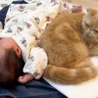 赤ちゃんの近くで寝るようになった猫→少しずつ距離が縮まっていって…心温まる『成長記録』に「泣ける」「ずっと続いて欲しい」と反響