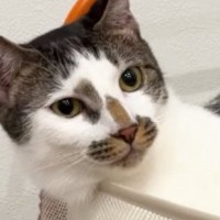 2段ベッドの上段でくつろいでいた猫→下段にいた猫から突然…理不尽すぎる展開に「ご近所トラブルｗ」「引っ越したほうがええｗ」と47万再生