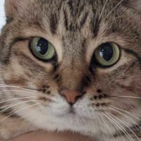 妻が抱っこすると『ドヤ顔』になる猫→夫が抱っこしたら…あまりにも露骨な『態度の違い』に1万いいね「違いはなんだろうｗ」「愛しいｗ」
