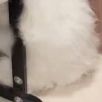 猫のお尻を洗ったあとに『ドライヤー』で乾かそうとしたら…予想外の『可愛すぎる行動』に反響「怖いの〜かわちい」「なにするんニャ〜」