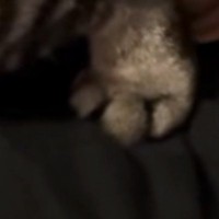 トイレ後にテンションが爆上がりした猫→飼い主に近づくと…『とんでもない行動』が36万再生「最上級の愛情表現」「腹痛いｗ」