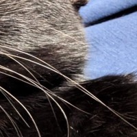 『15歳の猫』と『2歳の猫』の顔を並べてみた結果…まさかの光景に「2歳どうしたｗｗ」「猫生何周目なんだろうｗ」と爆笑の声続出