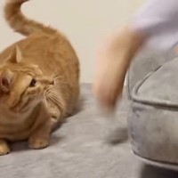 ソファの上で女の子がジャンプしたら、『近くで見ていた猫』が…可愛すぎる展開が28万再生「本当に仲良しだね」「変な遊びおもしろいｗ」