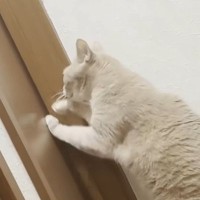 寝室に入りたいネコ→何度もドアを開けようと挑戦して…あまりにも『健気な様子』に「頑張ってるｗ」「めちゃくちゃ可愛い」と反響
