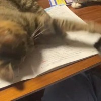 宿題をしようとしたら、机の上にやってきた『2匹の猫』…勉強を邪魔する様子に「絶対退いてくれないヤツｗ」「最高の癒しｗ」と笑う人が続出