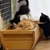 ベッドで爆睡する先住猫→すぐそばで3匹の子猫が走り回り始めるも…思わず笑顔になる光景に「伊達に場数を踏んでないｗ」「ほんと元気ｗ」